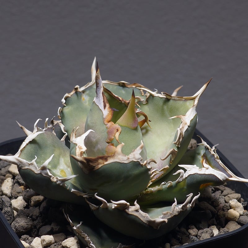 アガベ オテロイ FO-76/子株 F-28 | アガベ専門店 モンスターハウス