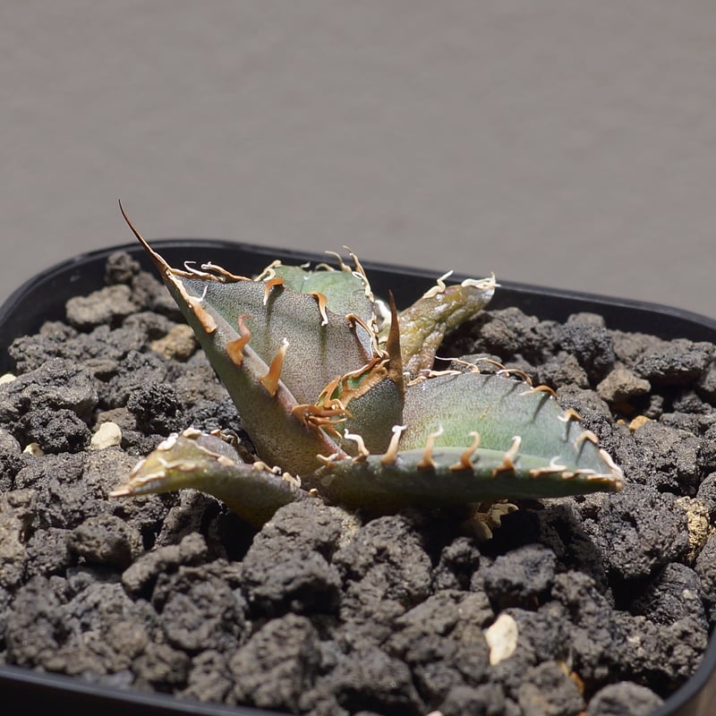 森伊蔵（tnkWO） もり MORIWAKI ONLINE SHOP.