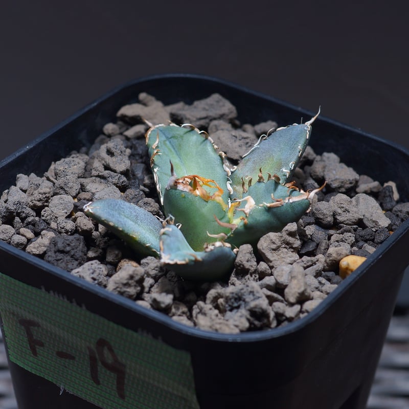 アガベ オテロイ FO-76/子株 F-19 | アガベ専門店 モンスターハウス
