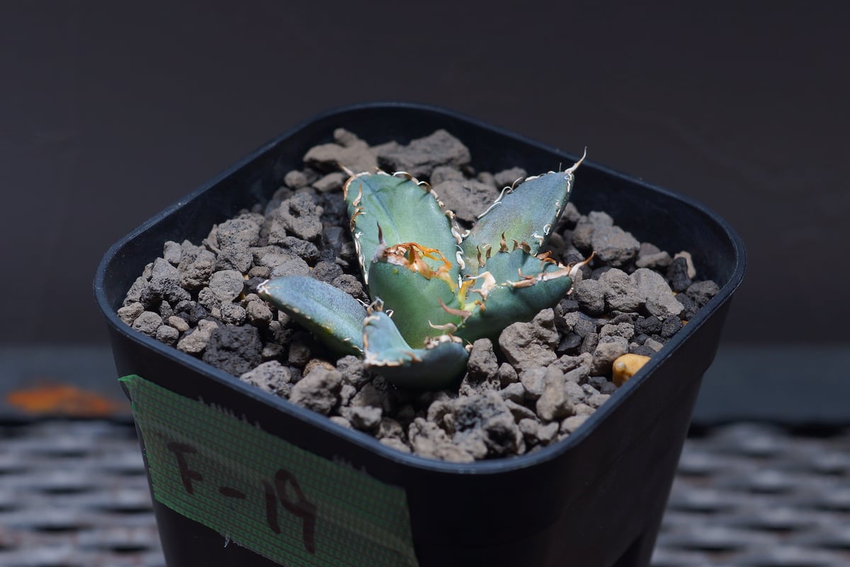 アガベ オテロイ FO-76/子株 F-19 | アガベ専門店 モンスターハウス
