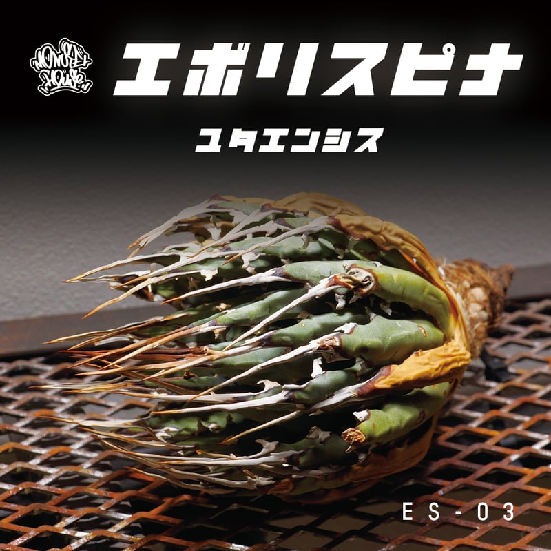 アガベ ユタエンシス エボリスピナ / ES-03【発根管理中