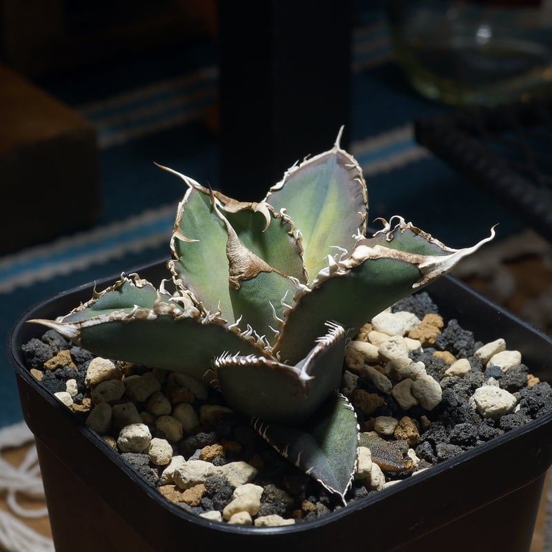 アガベ チタノタ 緑幽霊 / GG-06 | アガベ専門店 モンスターハウス