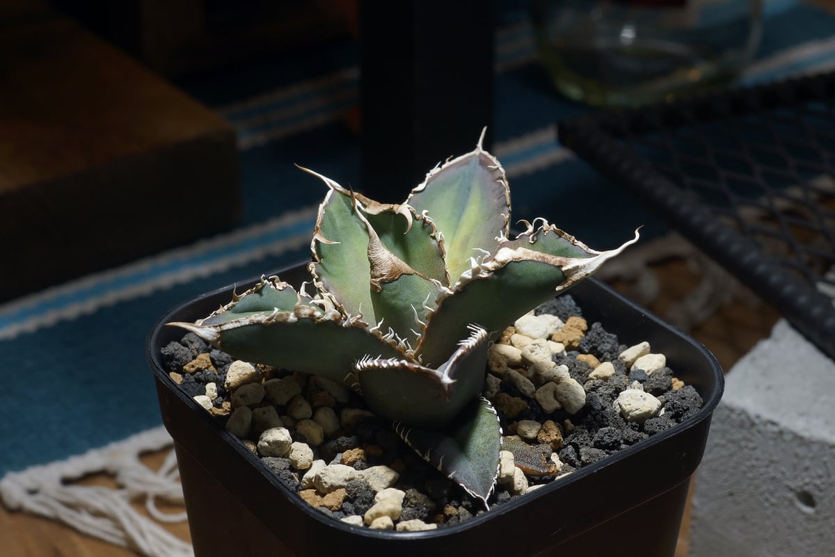 アガベ チタノタ 緑幽霊 / GG-06 | アガベ専門店 モンスターハウス