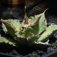 アガベ チタノタ X犀牛/ Dragon Agave産 xr-01 | アガベ専門店 モンス