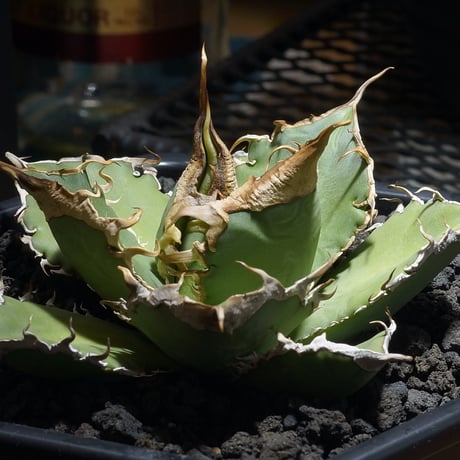 アガベチタノタ | STORES