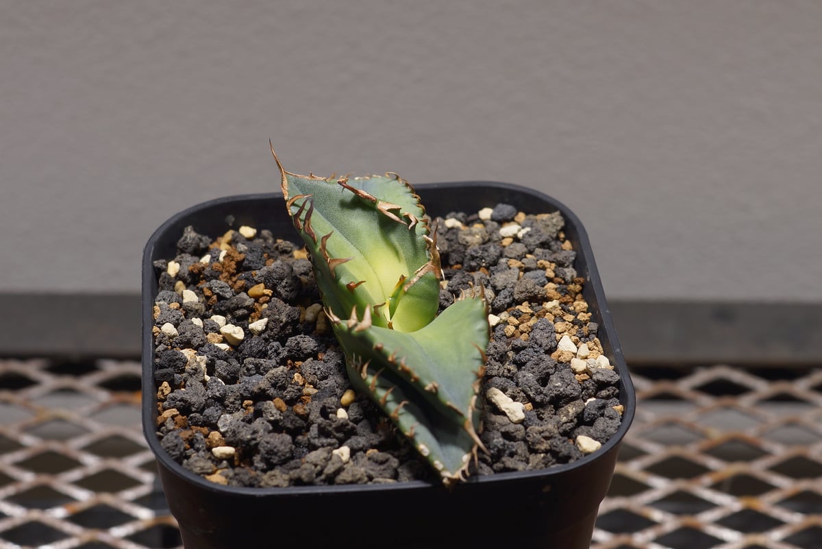 アガベ チタノタ 妖怪 Agave titanota⁡⁡ ⁡⁡ ⁡Noname ⁡⁡⁡⁡ ⁡