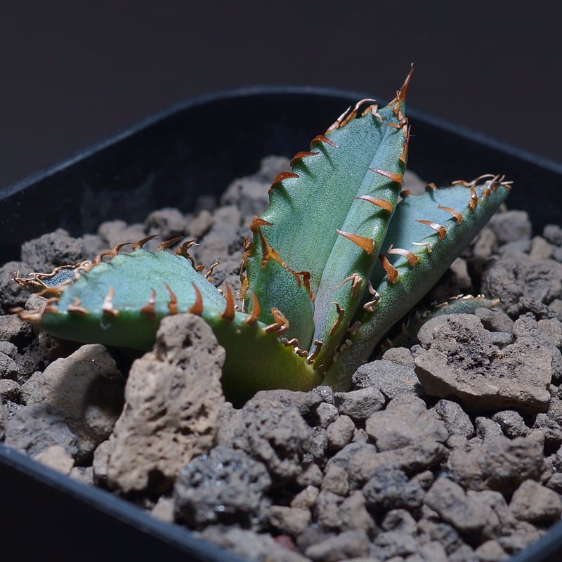 アガベ チタノタ 夕映厳竜/子株 YB-03 | アガベ専門店