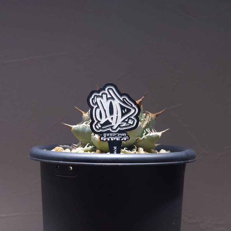 アガベ 品種 プランツタグ 黒】SAD 南アフリカダイヤモンド | アガベ