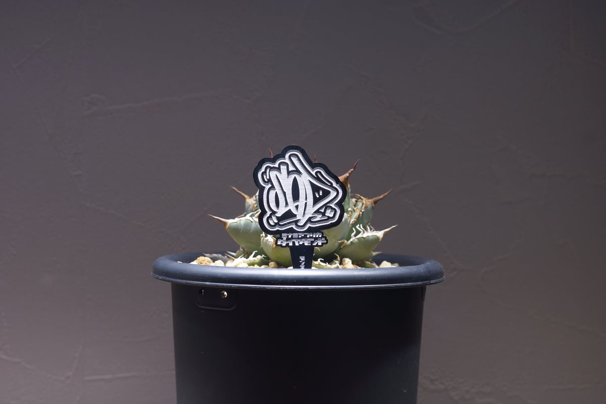 アガベ 品種 プランツタグ 黒】SAD 南アフリカダイヤモンド | アガベ