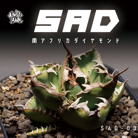 アガベ　sad 南アフリカダイアモンド　親株 アガベ南アフリカダイヤモンドSAD 親株