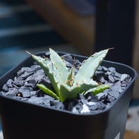 アガベ チタノタ キングアーサー/ 毒刺産 ka-02 | アガベ専門店