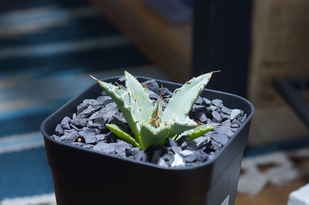 アガベ ハイブリッド 妖炎×姫厳竜/ Y×H-03 | アガベ専門店