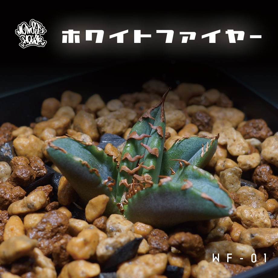 アガベ チタノタ ホワイトファイヤー/白火焔 WF-01 | アガベ専門