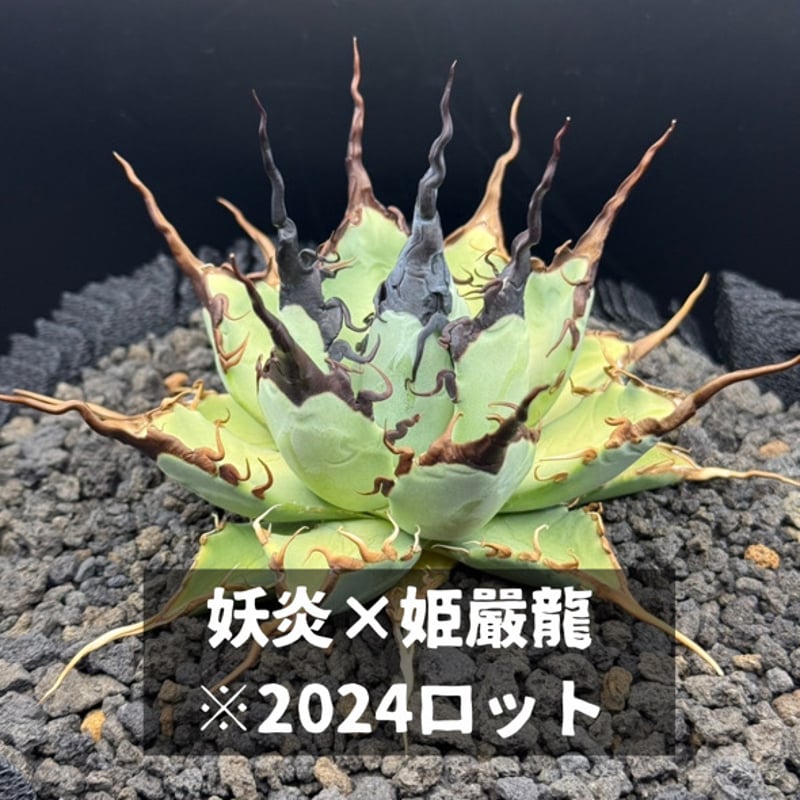 アガベ ハイブリッド　妖炎×姫嚴龍　11/12まで アガベ ハイブリッド 妖炎×姫厳竜/ Y×H-12 | アガベ専門店 モンスター