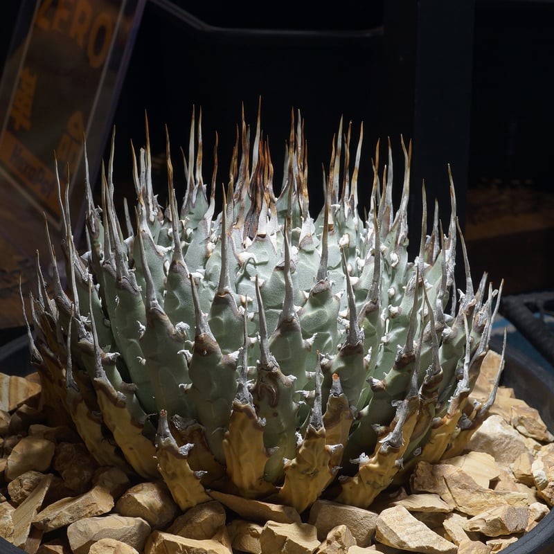 アガベ ユタエンシス エボリスピナ / ES-30 | アガベ専門店 モンスター