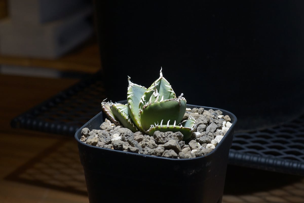 アガベ　SAD(南アフリカダイヤモンド) アガベ チタノタ 南アフリカダイヤモンド / SAD-13 | アガベ専門店