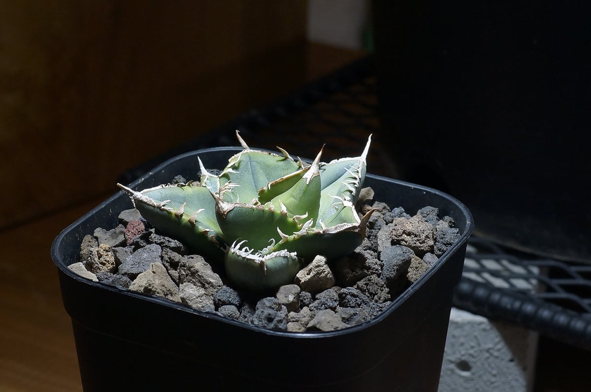 アガベ チタノタ 南アフリカダイヤモンド / SAD-10 | アガベ専門店