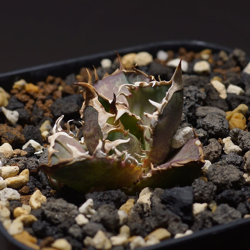 棚整理 チタノタ「地獄猫」伸びない赤猫 ボール状 美株 agave-titanota-red-catweazle-