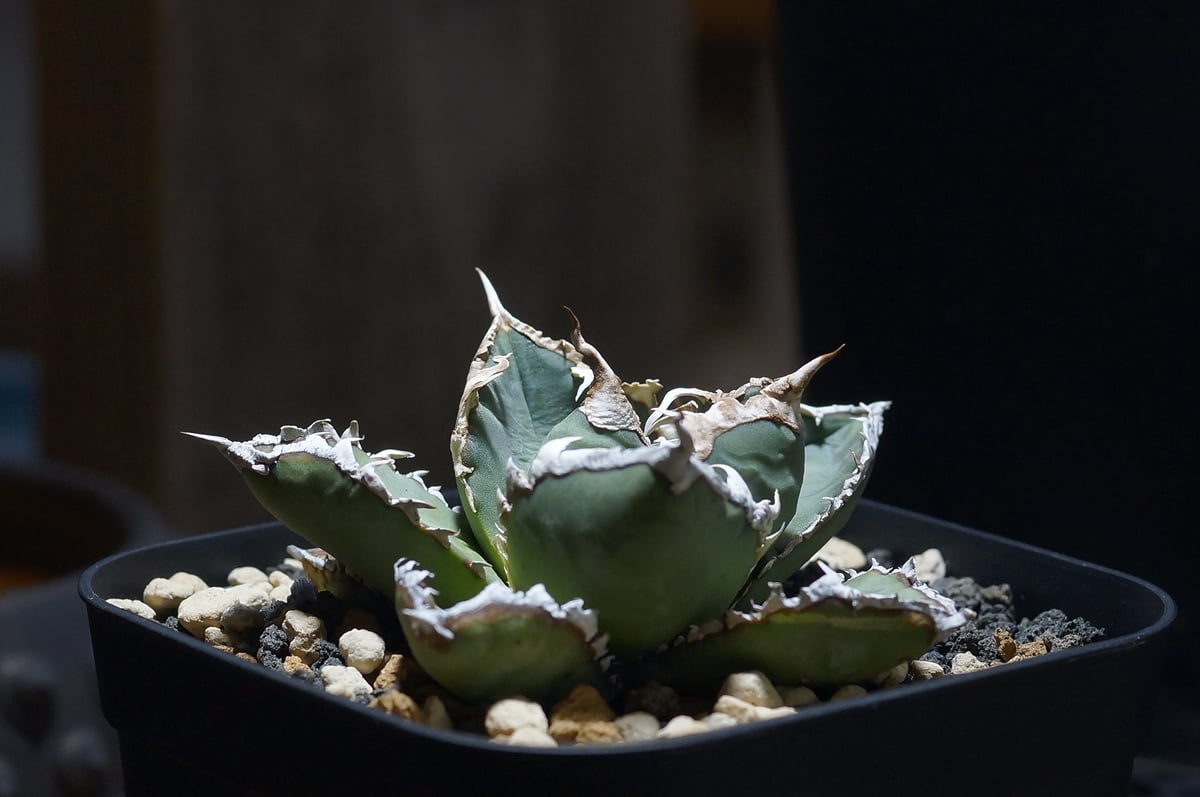 【厳選】チタノタ 狼人 アガベ アガベ チタノタ 狼人 / Agave titanota were wolf | Amour.