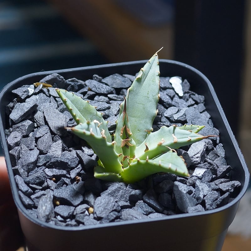 アガベ ハイブリッド 妖炎×姫厳竜/ Y×H-03 | アガベ専門店 モンスター