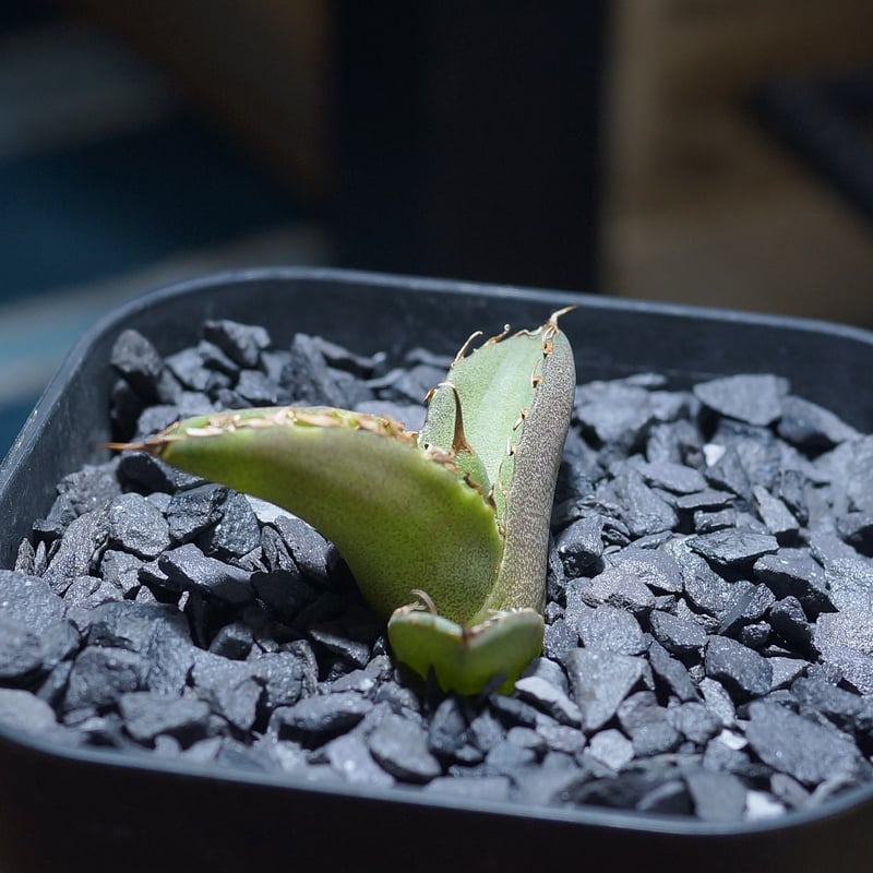 アガベ チタノタ 毒刺S/ 毒刺産 S-01 | アガベ専門店 モンスターハウス