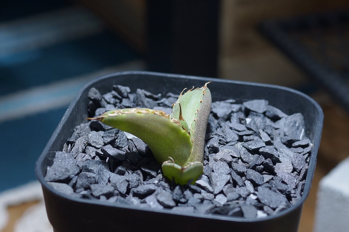 アガベ チタノタ　聖火　毒刺産 アガベ チタノタ 毒刺S/ 毒刺産 S-01 | アガベ専門店 モンスター