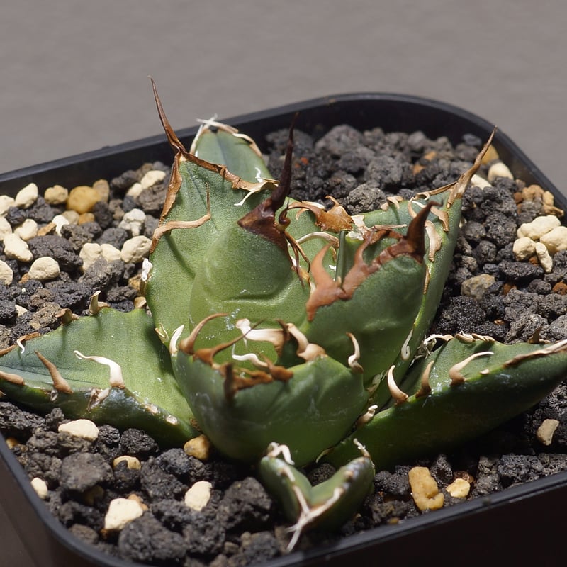 【ワイルド】オアハカ オテロイ 大株 アガベ オアハカオテロイ現地株 | Heartplants