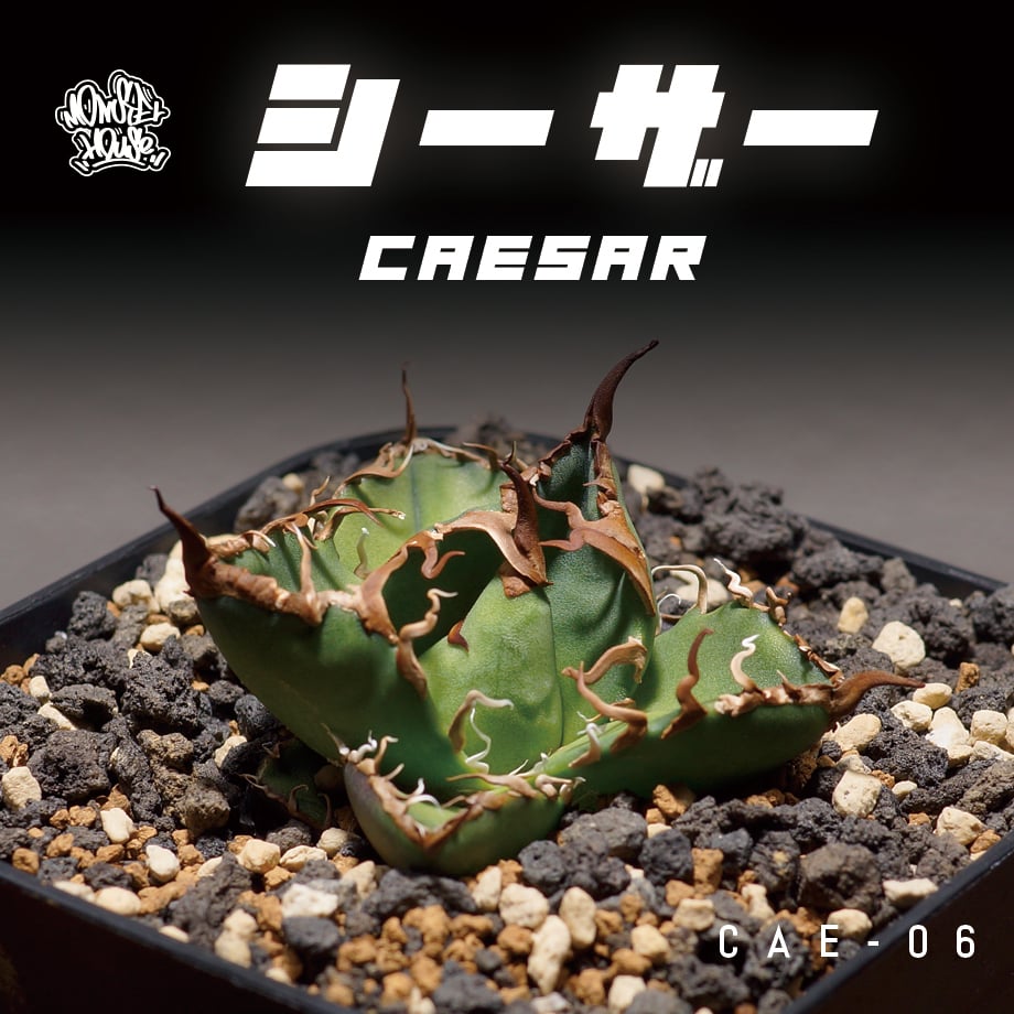 アガベ チタノタ シーザー 凱撒/cae-06 | アガベ専門店 モンスターハウス