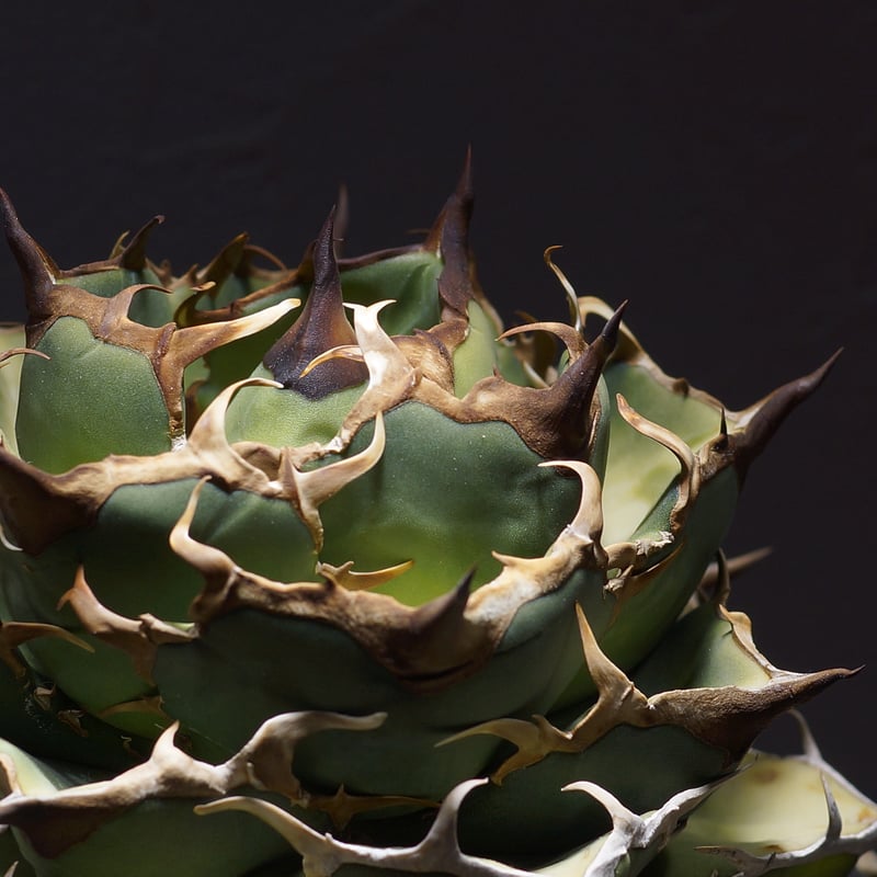 □アガベ ジャギ オアハカ オテロイ AgaveOaxaca/15cm□トップ強