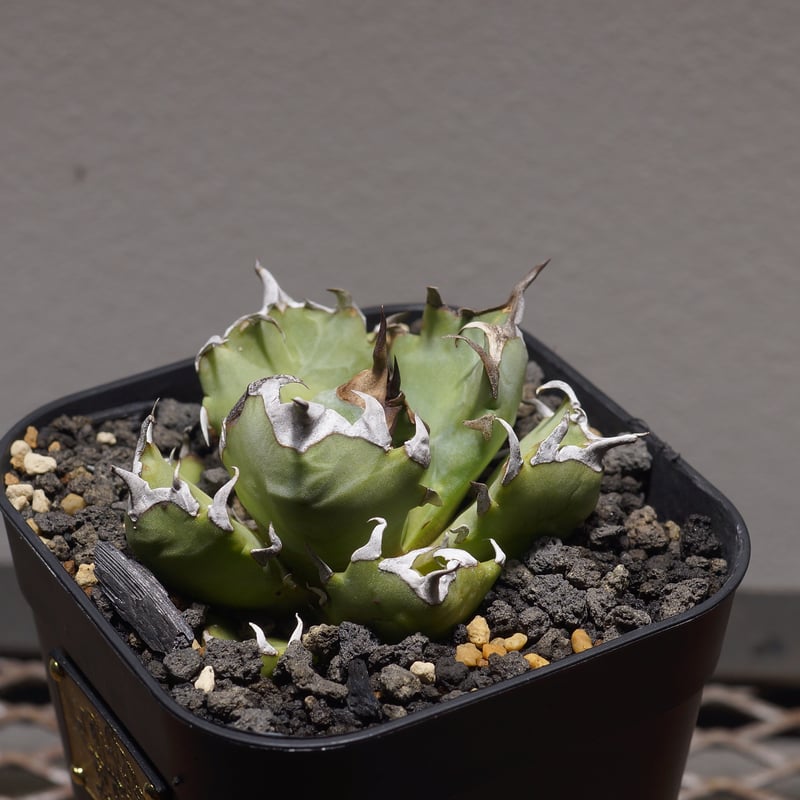 アガベ チタノタ 姫厳竜 HM-13 | アガベ専門店 モンスターハウス アガベ チタノタ 姫厳竜 HM-13 | アガベ専門店 モンスターハウス