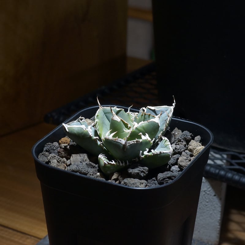 アガベ チタノタ 南アフリカダイヤモンド / SAD-06 | アガベ専門店