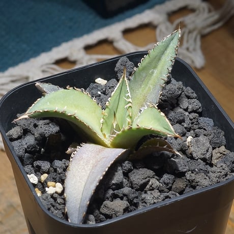 アイテム | アガベ専門店 モンスターハウス