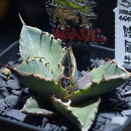 アガベ セット売り④ 緑犀牛、ウリエル実生 緑犀牛 | STORES