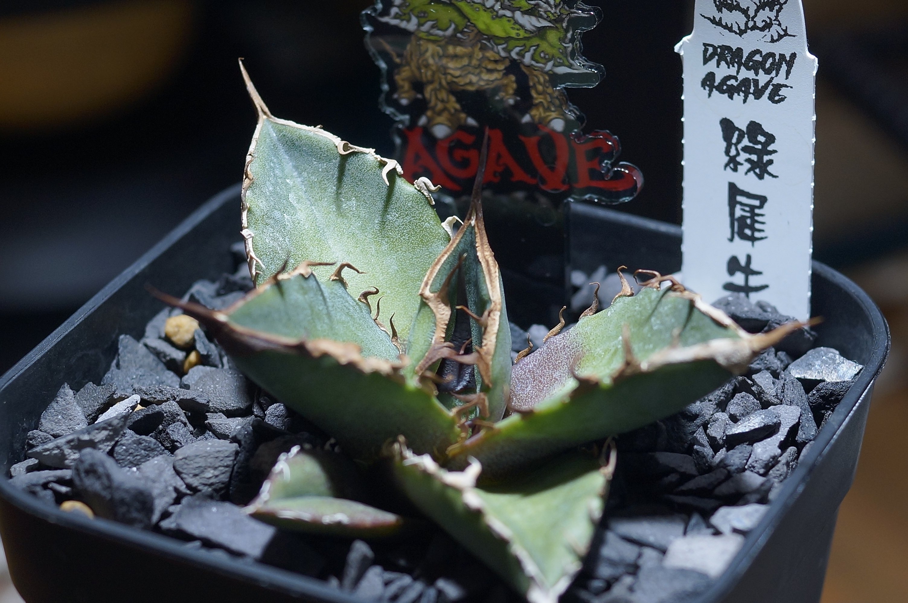 アガベ チタノタ 緑犀牛 子株出品 アガベ チタノタ 緑犀牛/ Dragon Agave産 GR-01 | アガベ専門店 モンス