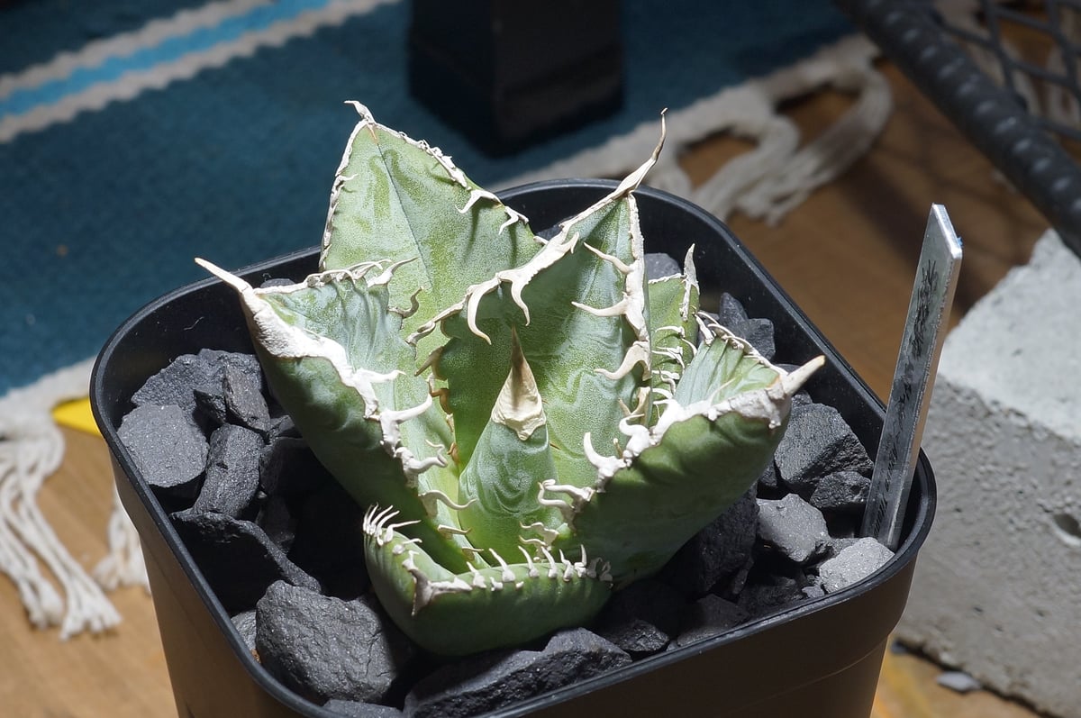 アガベ チタノタ 悪魔くん ak-01 | アガベ専門店 モンスターハウス