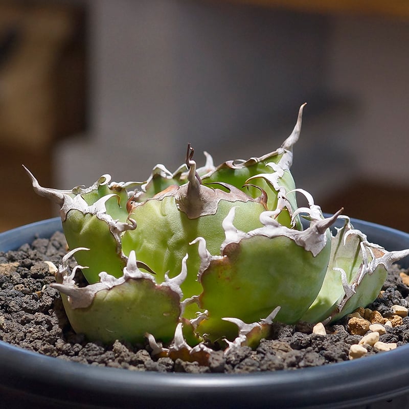 アガベ　チタノタ　オテロイ　白鯨錦　縞斑　極上株　6 アガベ チタノタ オテロイ 白鯨錦 縞斑 極上株 6 アガベ チタノタ