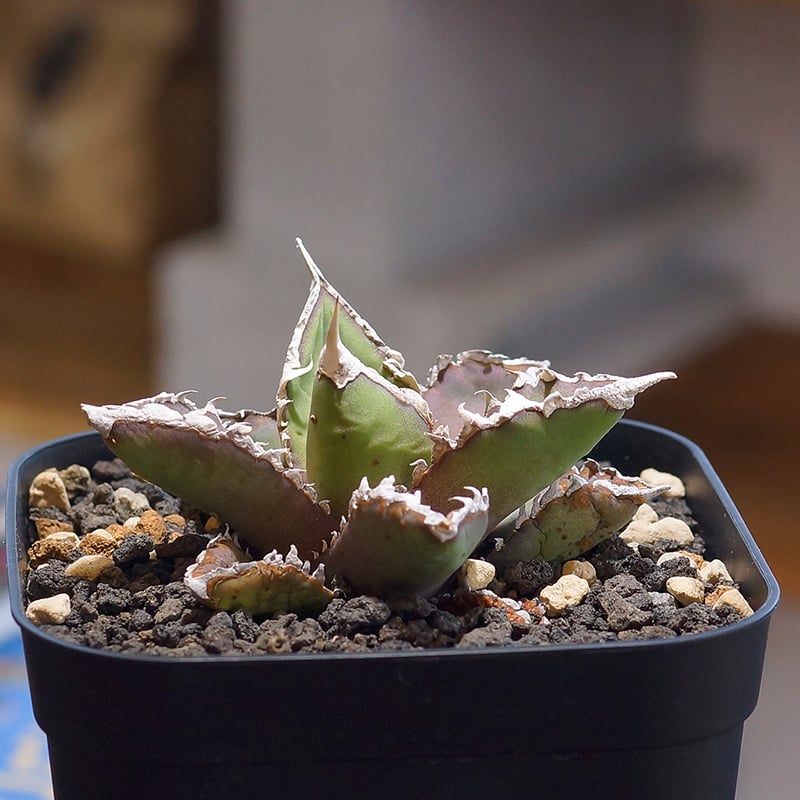 アガベ チタノタ 狼人 RN-01 | アガベ専門店 モンスターハウス