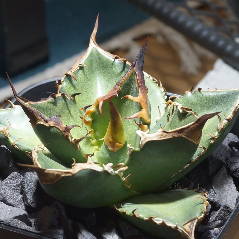 アガベ　緑犀牛　中株 アガベ 緑犀牛 | アガベ専門店 Heart plants.