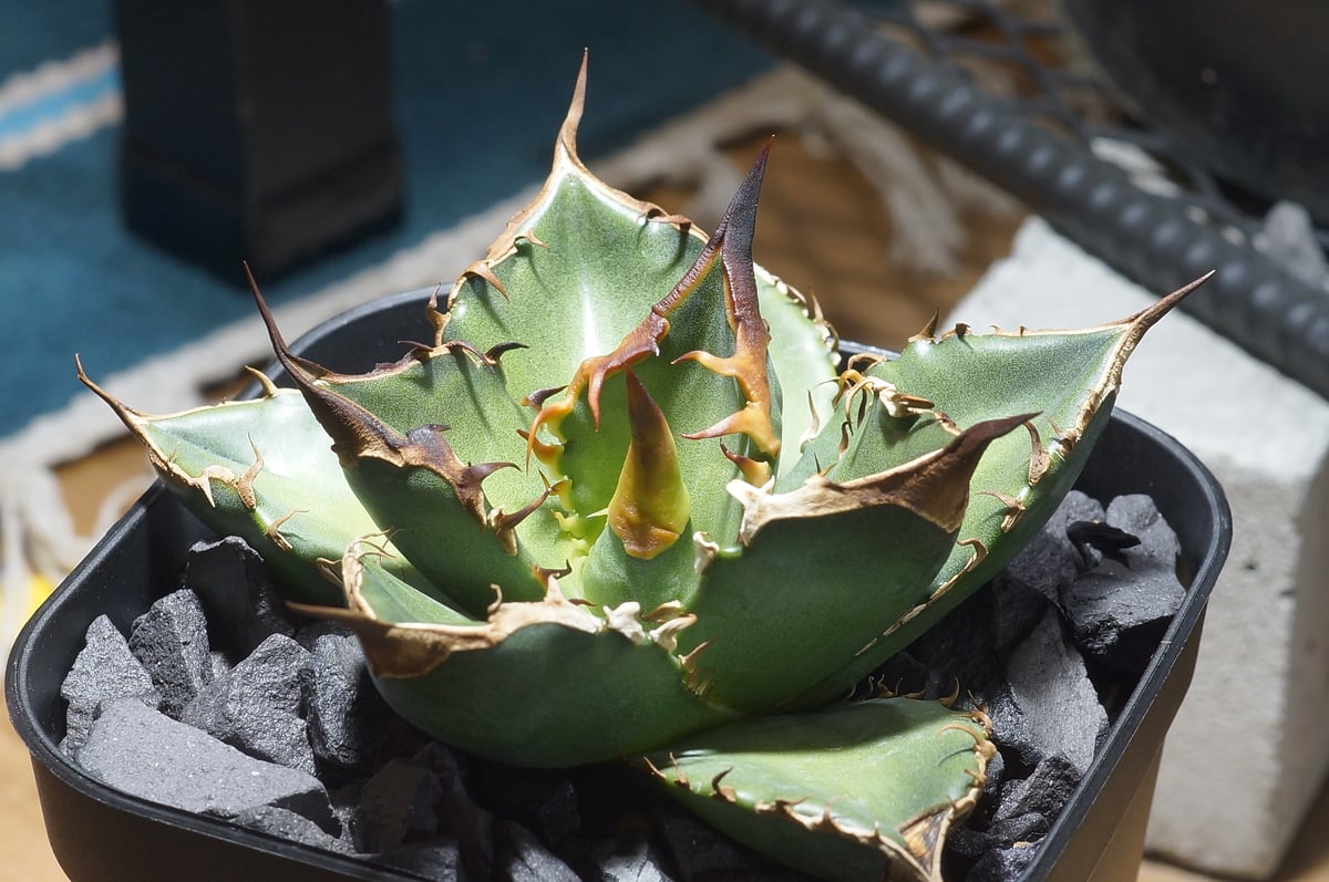 アガベ チタノタ 緑犀牛/ Dragon Agave産 GR-02 | アガベ専門店 モンス