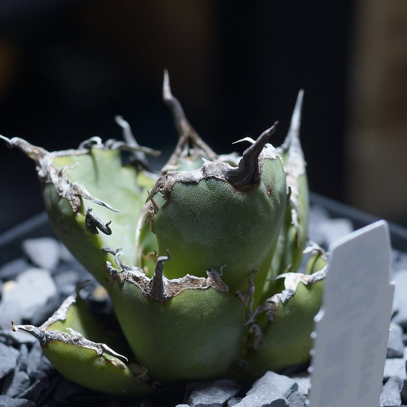 アガベ チタノタ 黒犀牛/ Berlin産 BLR-02 | アガベ専門店