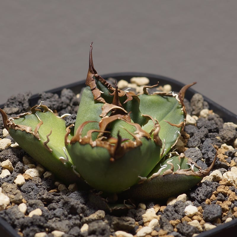 アガベ チタノタ シーザー 凱撒/cae-06 | アガベ専門店