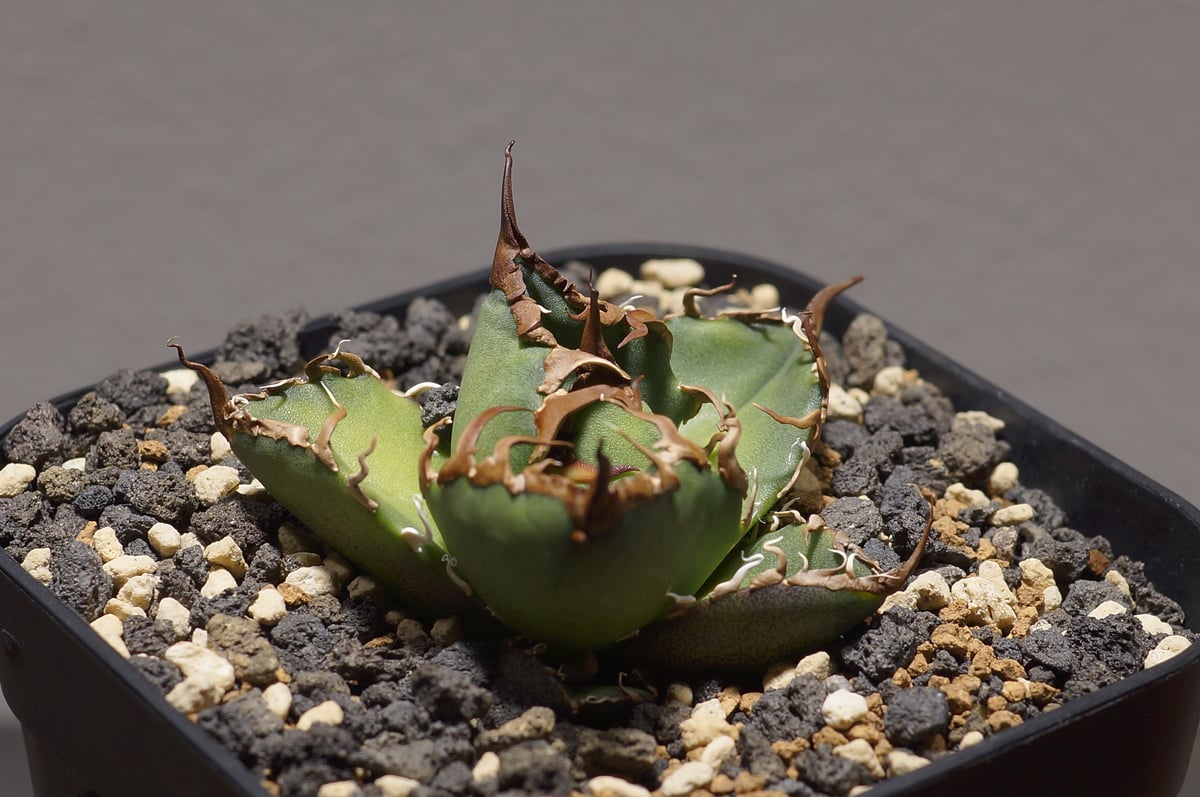 アガベ　チタノタ　シーザー凱撒 アガベ チタノタ シーザー 凱撒/cae-06 | アガベ専門店