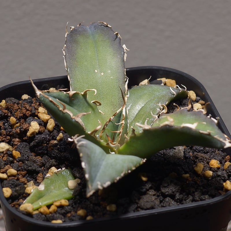 アガベ チタノタ 白鯨/ww-22 | アガベ専門店 モンスターハウス