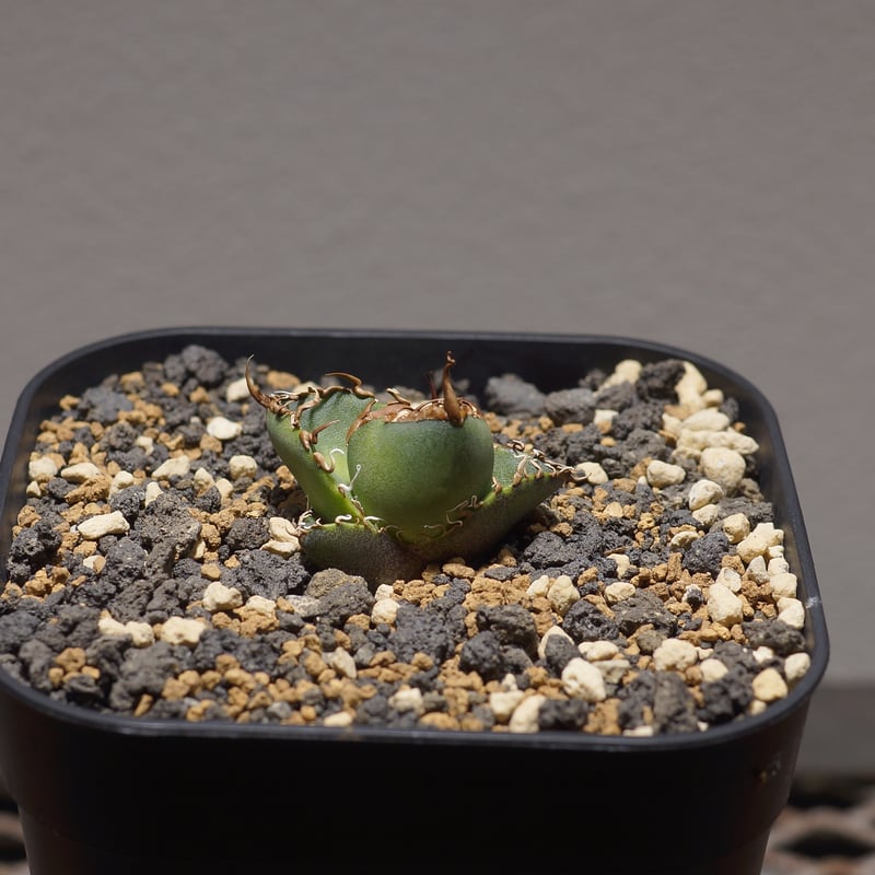 アガベ チタノタ シーザー 凱撒/cae-07 | アガベ専門店 モンスターハウス