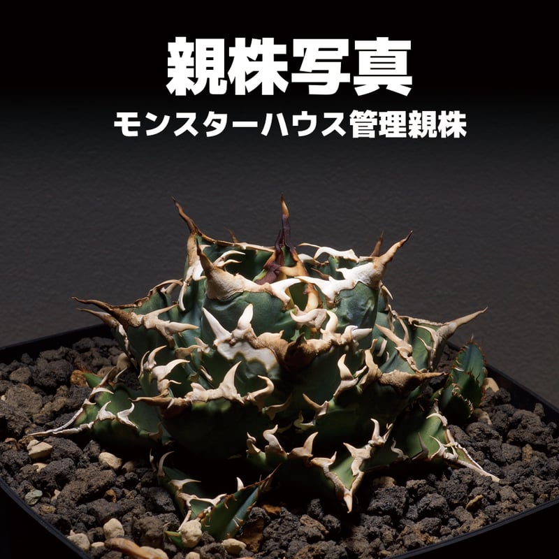 アガベ チタノタ 夕映厳竜 / YB-12 | アガベ専門店 モンスターハウス