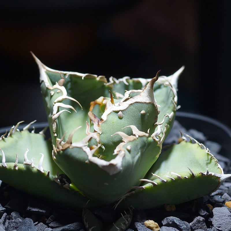 アガベ チタノタ Dennis 018/ Dragon Agave産 D018-01 | ア