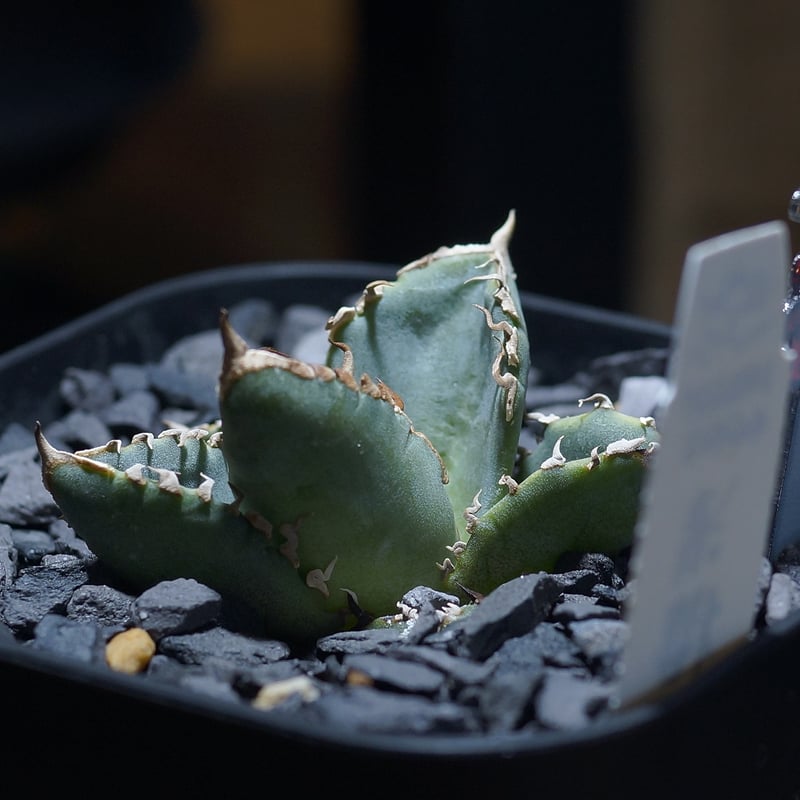 アガベ チタノタ 清櫻/ Dragon Agave産 so-02 | アガベ専門店 モンスタ