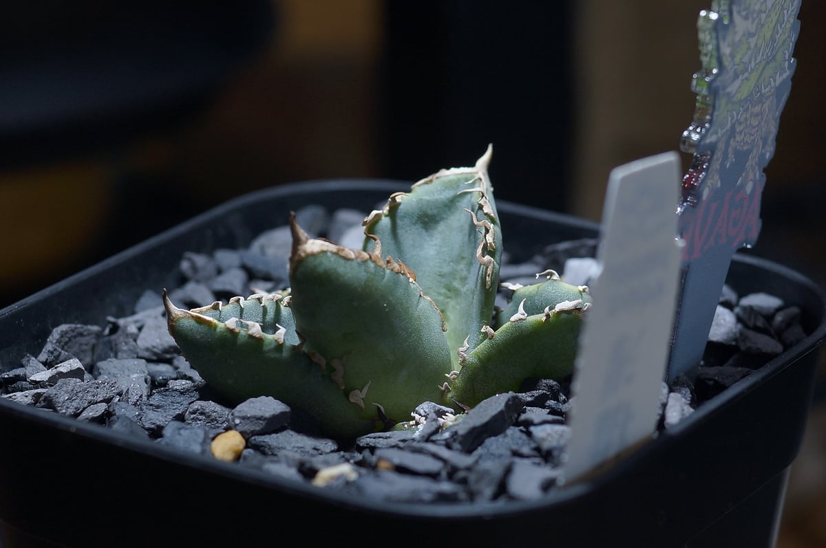 アガベ チタノタ 清櫻/ Dragon Agave産 so-02 | アガベ専門店 モンスタ