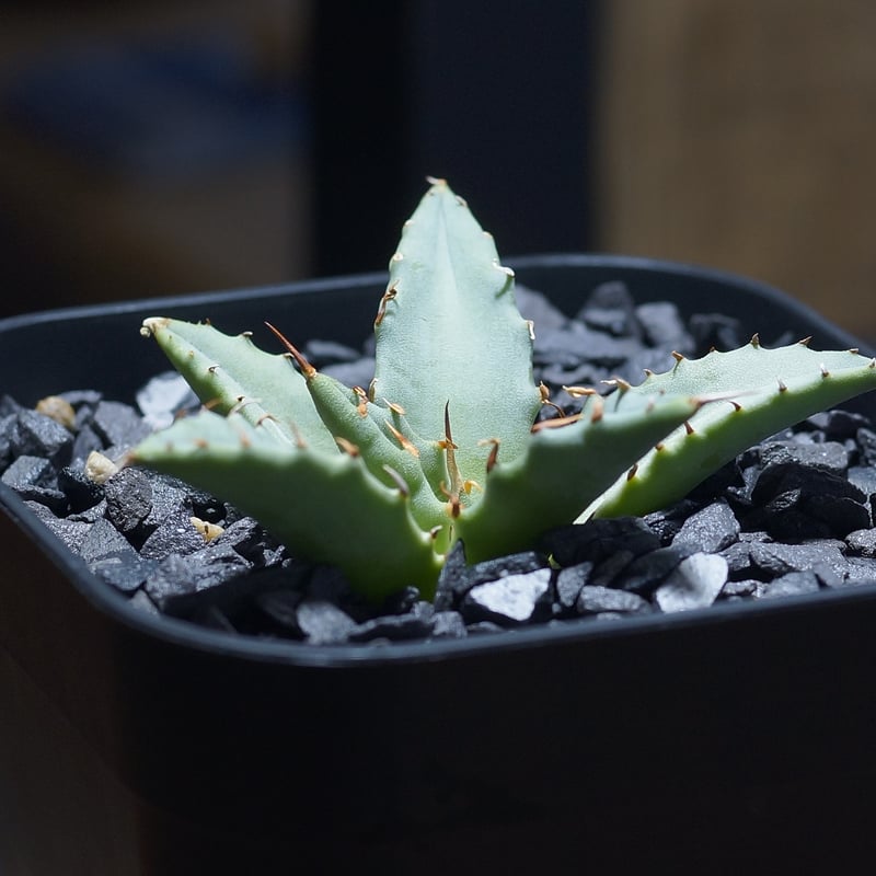 アガベ 妖姫 妖炎×姫厳龍 ハイブリッド 親株出品 プレステラ105 アガベ