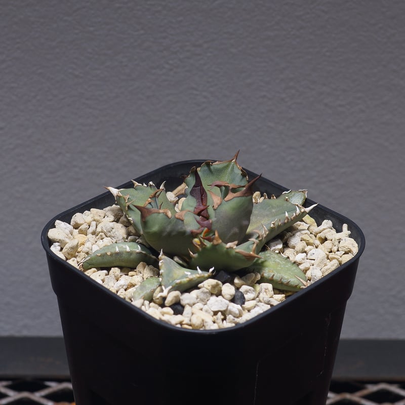 アガベ チタノタ 姫厳竜 / HM-11 | アガベ専門店 モンスターハウス